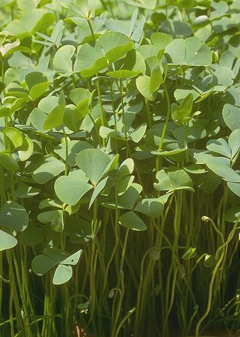 marsilea quadrifolia